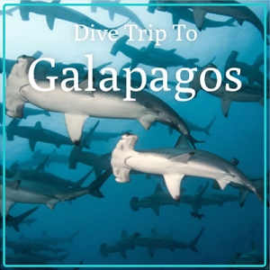 Galapagos Aggressor III